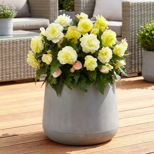Begonia Wummi Cream - for Sale Begonia Wummi Cream