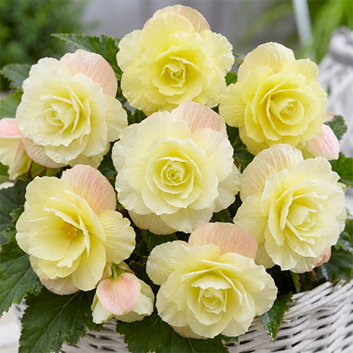 Begonia Wummi Cream - for Sale Begonia Wummi Cream