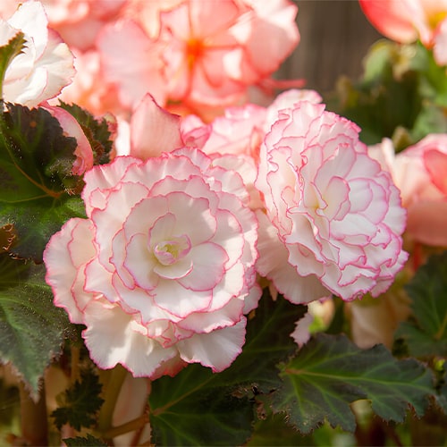 Begonia Wummi Marmorata, Pink-White - for Sale Begonia Wummi Marmorata, Pink-White