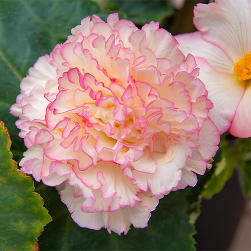Begonia Wummi Marmorata, Pink-White - for Sale Begonia Wummi Marmorata, Pink-White