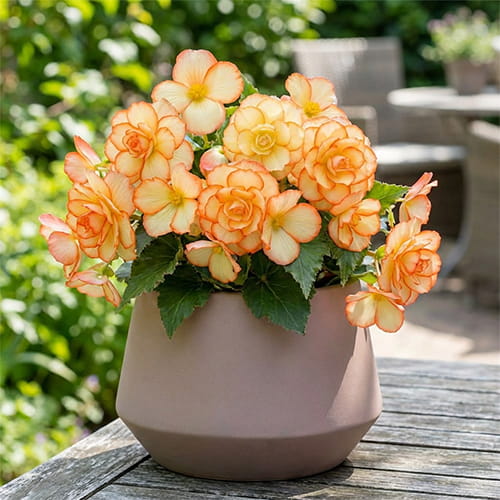 Begonia Wummi Maskerade, Creamyellow-Orange - for Sale Begonia Wummi Maskerade, Creamyellow-Orange