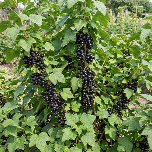 Black Currant Ben Connan - for Sale Black Currant Ben Connan