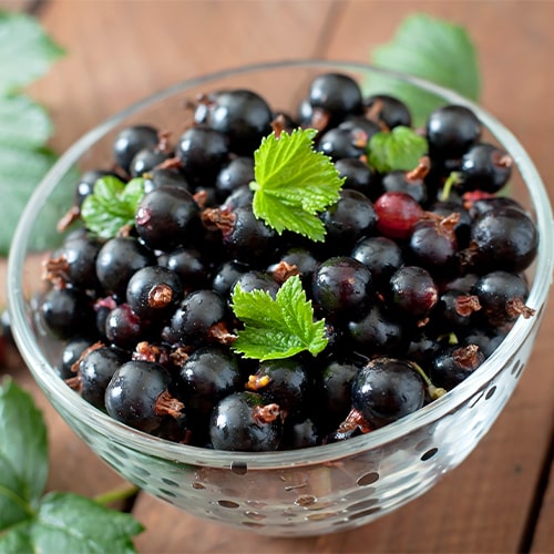 Black Currant Tisel - for Sale Black Currant Tisel