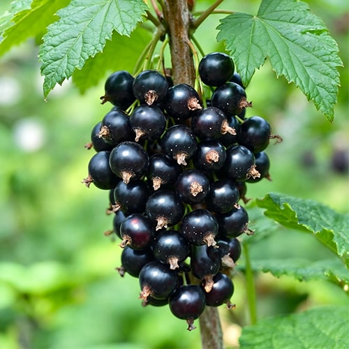 Black Currant Tisel - for Sale Black Currant Tisel