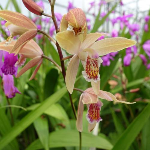 Bletilla (Garden Orchid) Sunset Penway
