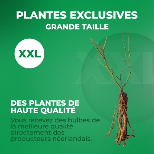 Blueberry Darrow - for Sale Blueberry Darrow