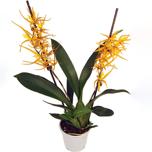 Brassia (Orchid) Orange Delight - for Sale Brassia (Orchid) Orange Delight