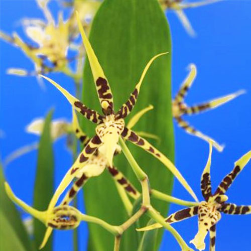 Brassia (Orchid) Toscane