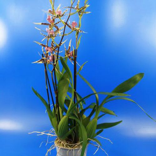 Brassia (Orchidea) Verona - for Sale Brassia (Orchidea) Verona