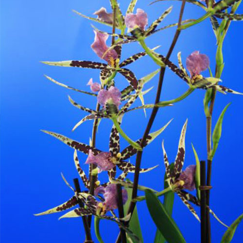 Brassia (Orchidea) Verona - for Sale Brassia (Orchidea) Verona