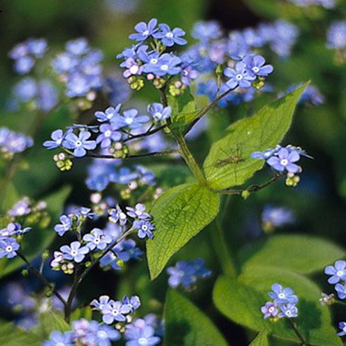 Brunnera (macrophylla) - for Sale Brunnera (macrophylla)