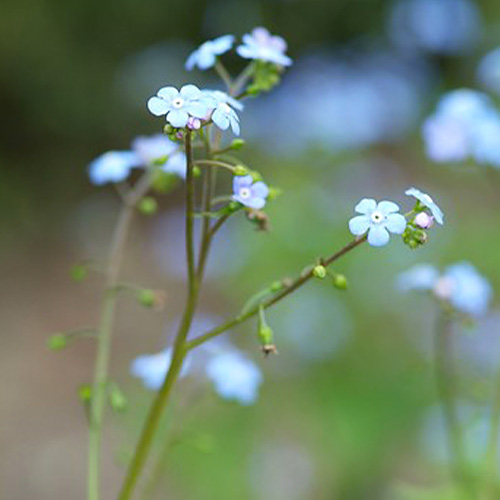 Brunnera (macrophylla) - for Sale Brunnera (macrophylla)