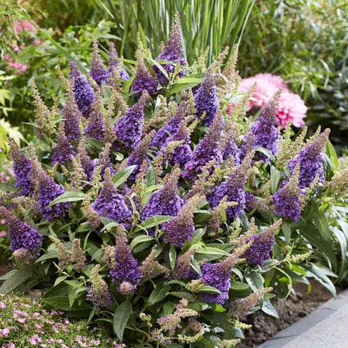 Buddleja (davidii) Butterfly Candy Little Lila - for Sale Buddleja (davidii) Butterfly Candy Little Lila
