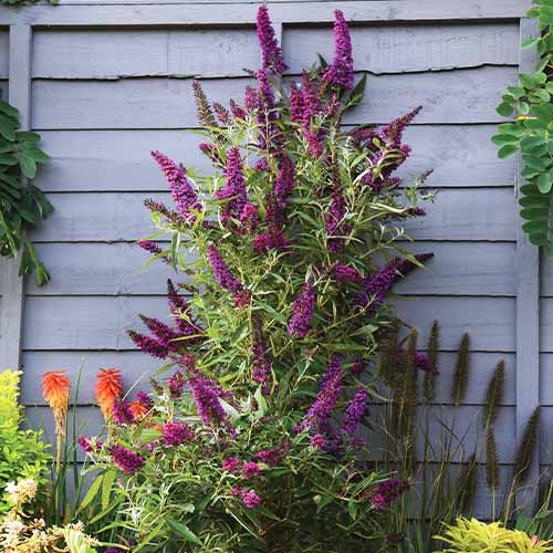 Buddleja (davidii) Butterfly Tower - for Sale Buddleja (davidii) Butterfly Tower