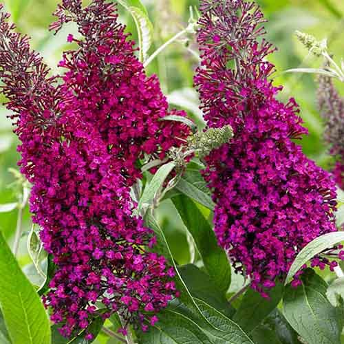 Buddleja (davidii) Sugar Plum - for Sale Buddleja (davidii) Sugar Plum
