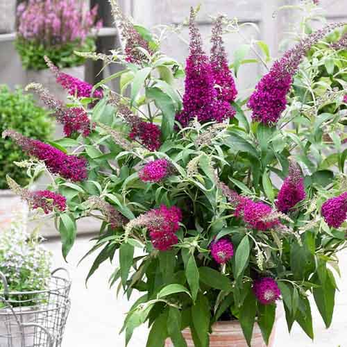 Buddleja (davidii) Sugar Plum - for Sale Buddleja (davidii) Sugar Plum