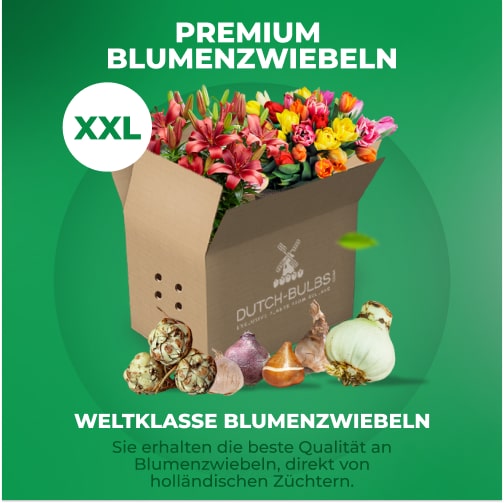 Summer Flower Bulbs Budget Border Collection (50 bulbs) - for Sale Summer Flower Bulbs Budget Border Collection (50 bulbs)