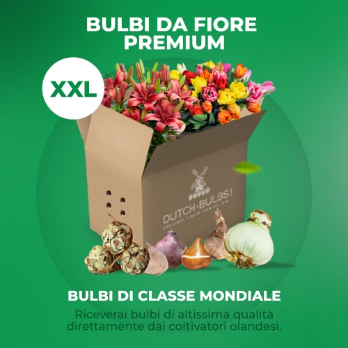 All Summer Bulbs Budget Collection (50 bulbs) - for Sale All Summer Bulbs Budget Collection (50 bulbs)