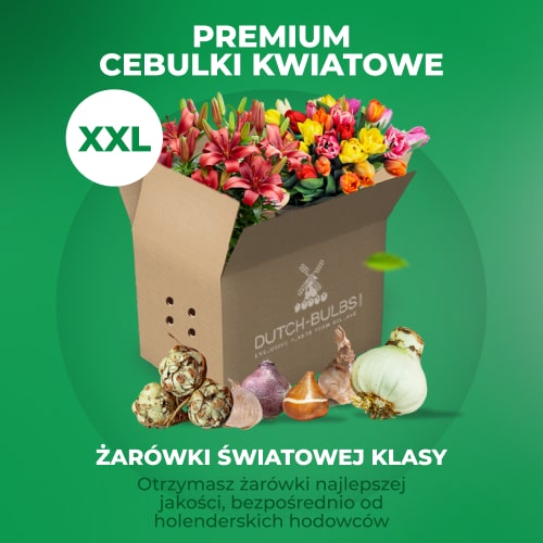 Summer Flower Bulbs Budget Border Collection (50 bulbs) - for Sale Summer Flower Bulbs Budget Border Collection (50 bulbs)