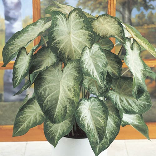 Caladium (Fancy leaf) Aaron