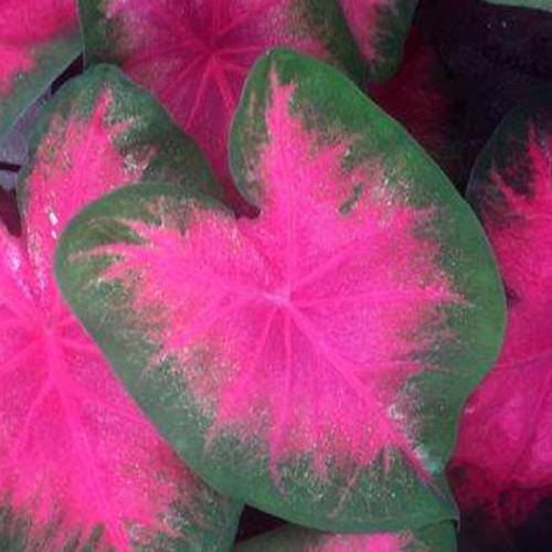 Caladium (Fancy leaf) Flamingo - for Sale Caladium (Fancy leaf) Flamingo