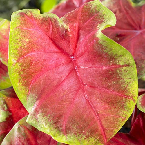 Caladium (Fancy leaf) Freida Hemple - for Sale Caladium (Fancy leaf) Freida Hemple