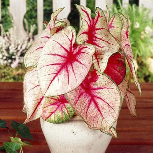 Caladium (Fancy leaf) White Queen - for Sale Caladium (Fancy leaf) White Queen
