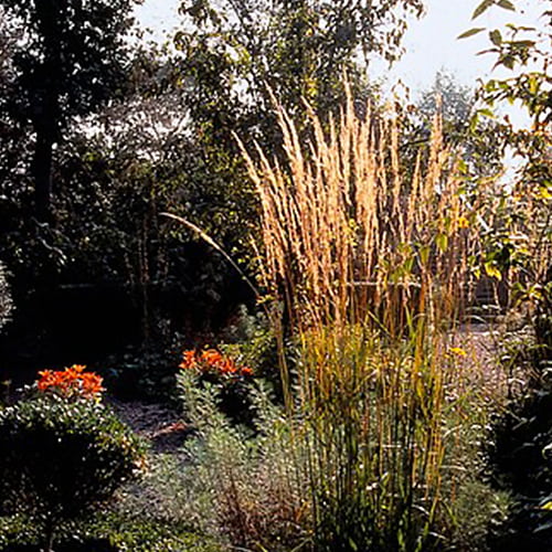 Calamagrostis (acutiflora) Karl Foerster - for Sale Calamagrostis (acutiflora) Karl Foerster