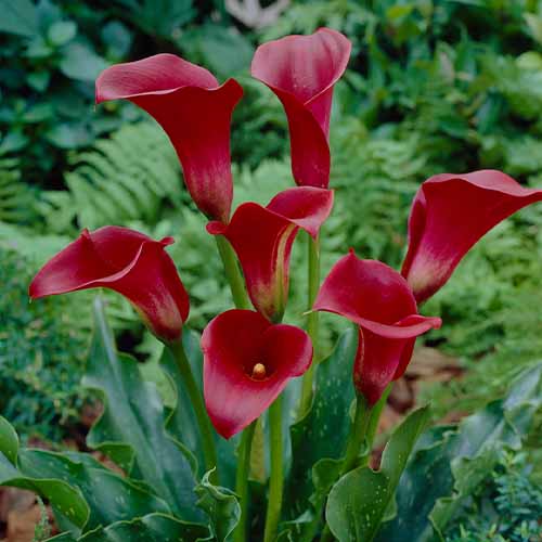 Calla Lily (Zantedeschia) Hollywood - for Sale Calla Lily (Zantedeschia) Hollywood