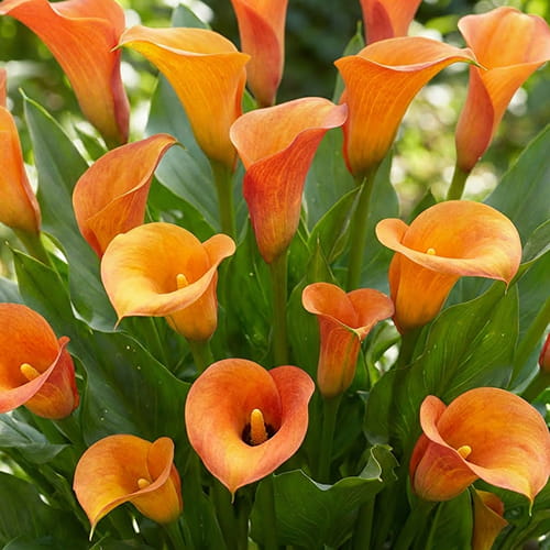 Calla Lily (Zantedeschia) Solero Art - for Sale Calla Lily (Zantedeschia) Solero Art