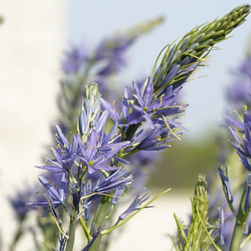Camassia Cusickii - for Sale Camassia Cusickii