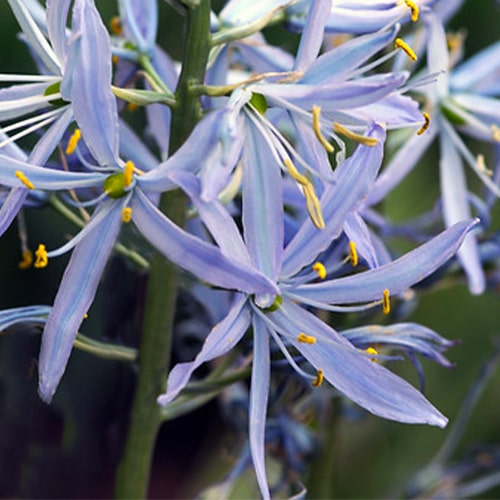 Camassia Cusickii - for Sale Camassia Cusickii