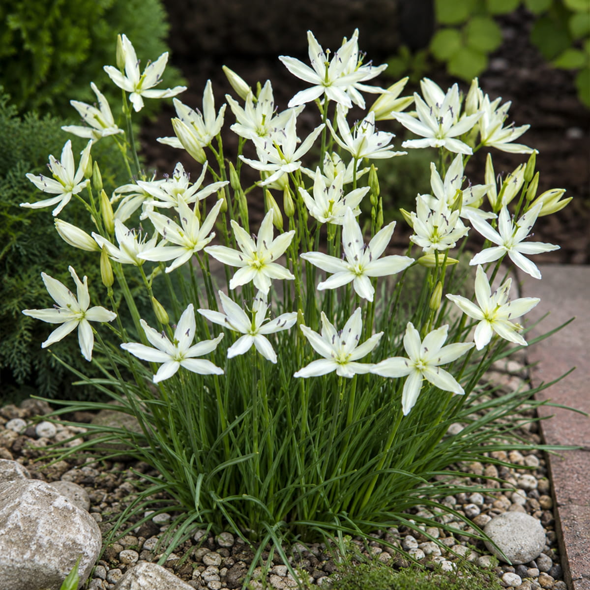 Camassia leichtlinii Silk River - for Sale Camassia leichtlinii Silk River