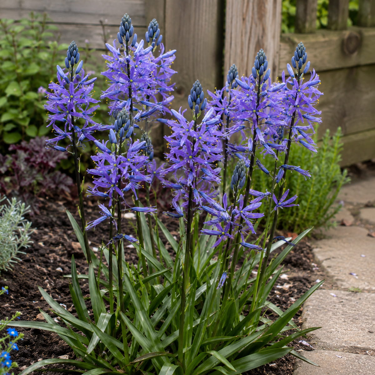 Camassia quamash Blue Melody - for Sale Camassia quamash Blue Melody