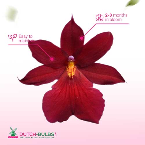 Cambria Orchid Nelly Isler Red (2 spikes) - for Sale Cambria Orchid Nelly Isler Red (2 spikes)