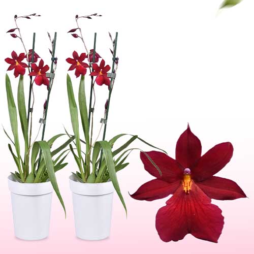 Cambria Orchid Nelly Isler Red (2 spikes) - for Sale Cambria Orchid Nelly Isler Red (2 spikes)