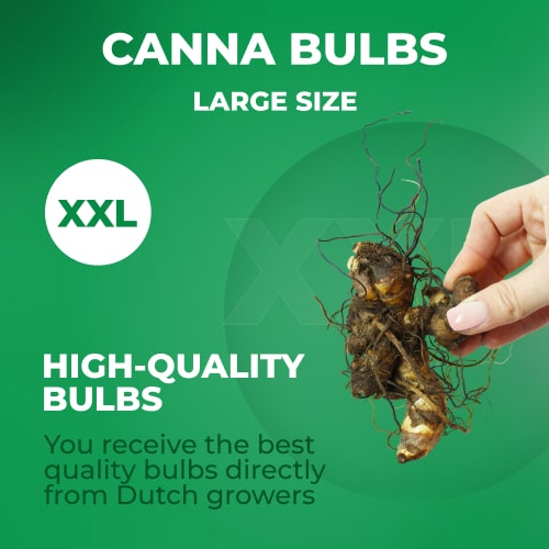 Canna Lily Mrs Oklahoma - for Sale Canna Lily Mrs Oklahoma