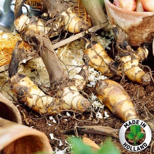 Canna Lily Dwarf Collection - for Sale Canna Lily Dwarf Collection