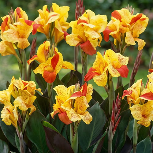 Canna Cleopatra - for Sale Canna Cleopatra