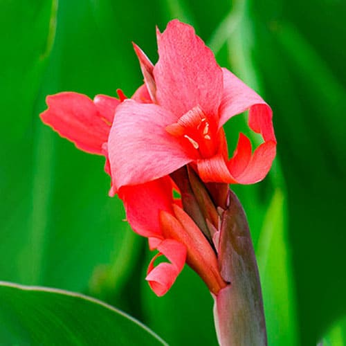 Canna Lily Crimson Beauty