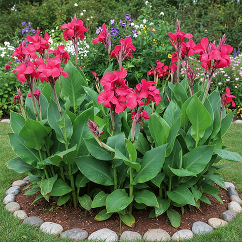 Canna Empire - for Sale Canna Empire