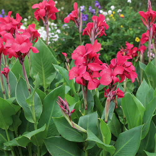 Canna Empire - for Sale Canna Empire