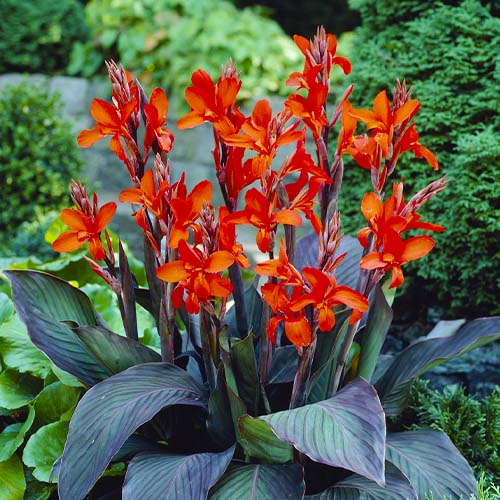 Canna Eric Neubert - for Sale Canna Eric Neubert