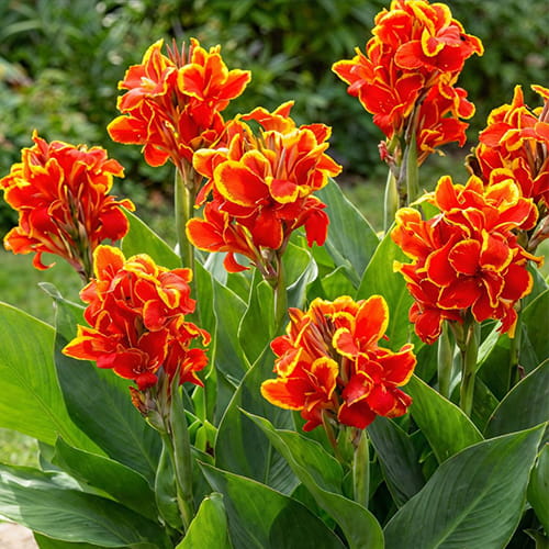 Canna Golden Flame - for Sale Canna Golden Flame