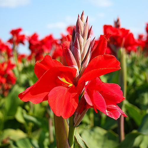 Canna Lily Brilliant - for Sale Canna Lily Brilliant