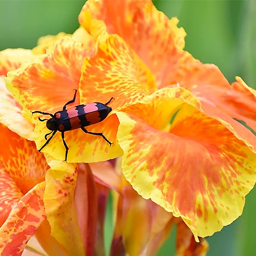 Canna Lily Chouchou - for Sale Canna Lily Chouchou