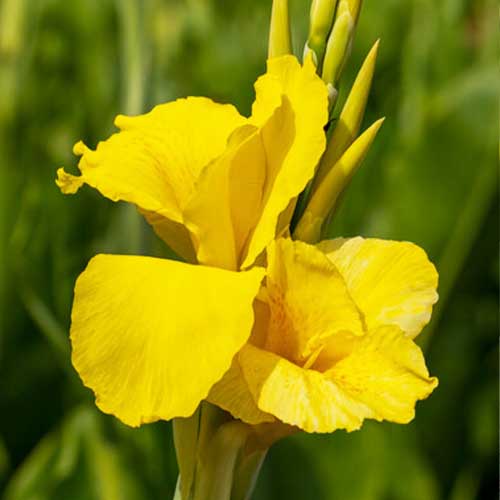 Canna Lily Eden - for Sale Canna Lily Eden
