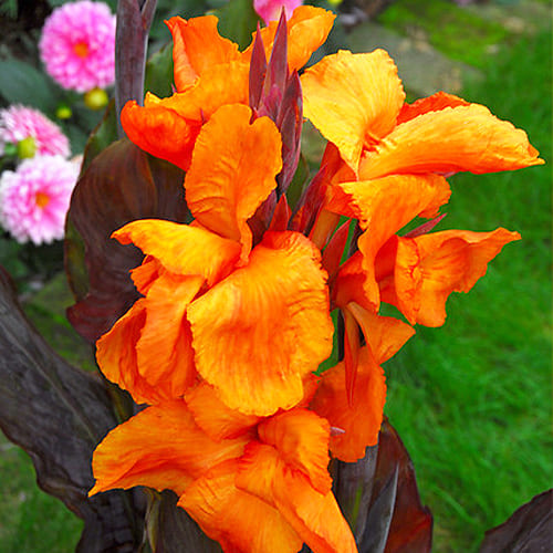 Canna Lily Liberte - for Sale Canna Lily Liberte