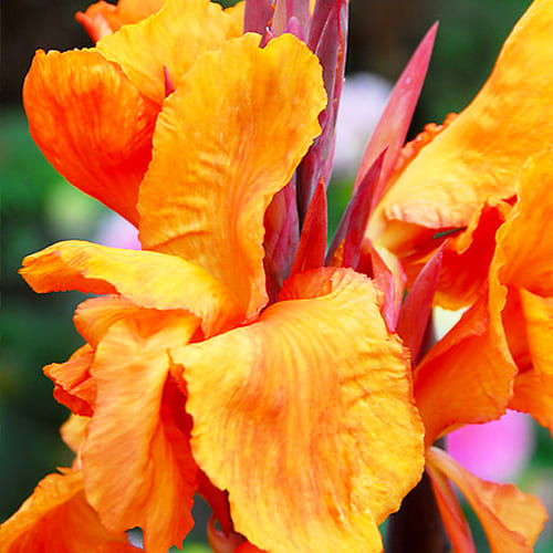 Canna Lily Liberte - for Sale Canna Lily Liberte