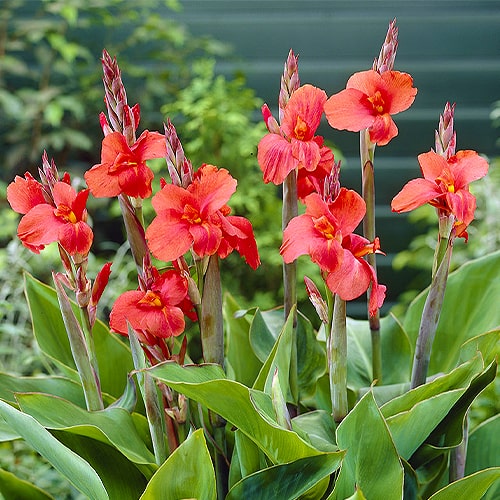 Canna Lily Mrs Oklahoma - for Sale Canna Lily Mrs Oklahoma